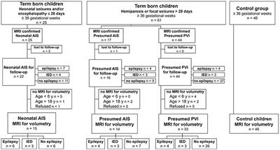 The thalamus and basal ganglia are smaller in children with epilepsy after perinatal stroke